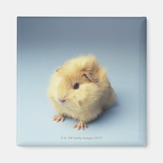 クリーム色モルモット マグネット (正面)