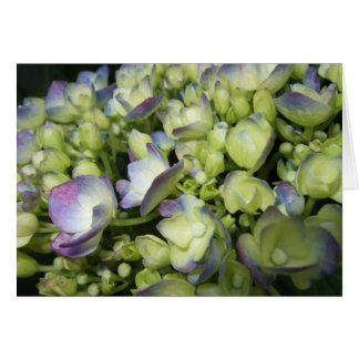 クリーム色及び紫色のアジサイ