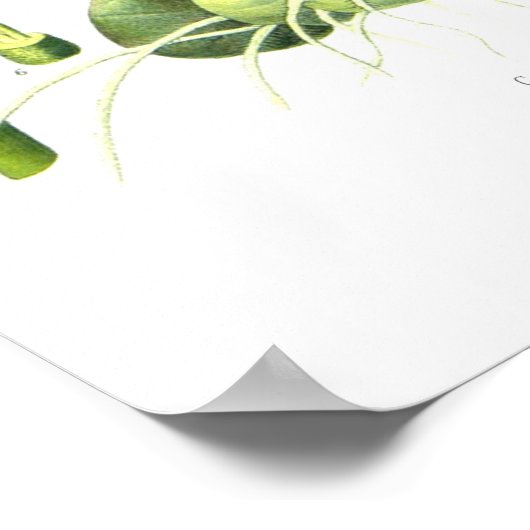 クルクマゼドリア ポスター (角)