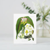 クルクマゼドリア ポストカード (スタンド正面)