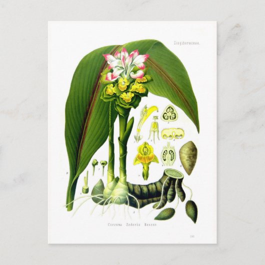 クルクマゼドリア ポストカード (正面)