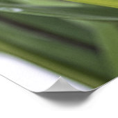 クルクマ ポスター (角)