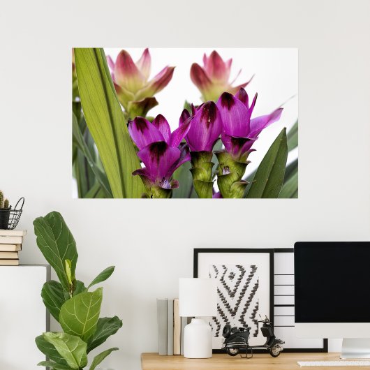 クルクマ ポスター (ホームオフィス)