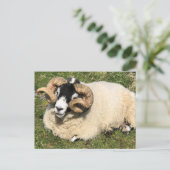 クルクルした角を持つ羊。スコットランド島 ポストカード (スタンド正面)