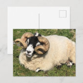 クルクルした角を持つ羊。スコットランド島 ポストカード (正面/裏面)