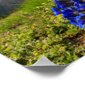 クルシウスのゲンチアンの花と山 ポスター (角)