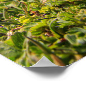 クルシウスのゲンチアンの花と山 ポスター (角)