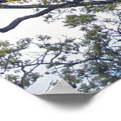 クルミの木のポスター ポスター (角)