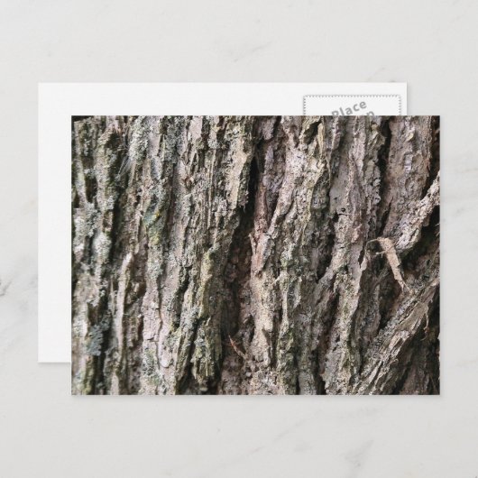 クルミの木の樹皮 ポストカード (正面/裏面)