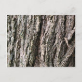 クルミの木の樹皮 ポストカード (正面)