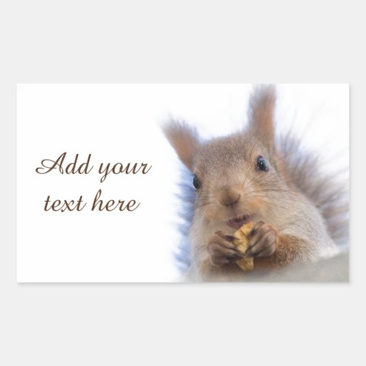 クルミを持つリス 長方形シール (正面)