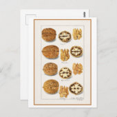 クルミヴィンテージ植物性イラストレーション水彩 ポストカード (正面/裏面)