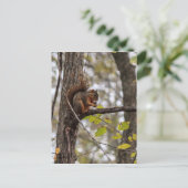 クルミ付きリス ポストカード (スタンド正面)