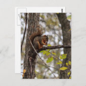 クルミ付きリス ポストカード (正面/裏面)