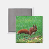 クルミ磁石リス マグネット (正面/裏面)