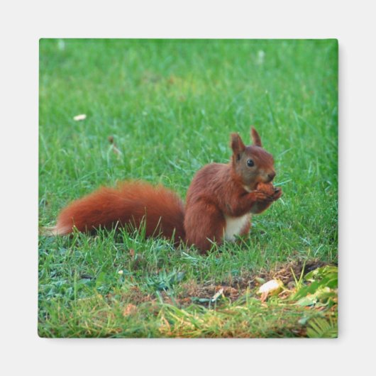 クルミ磁石リス マグネット (正面)