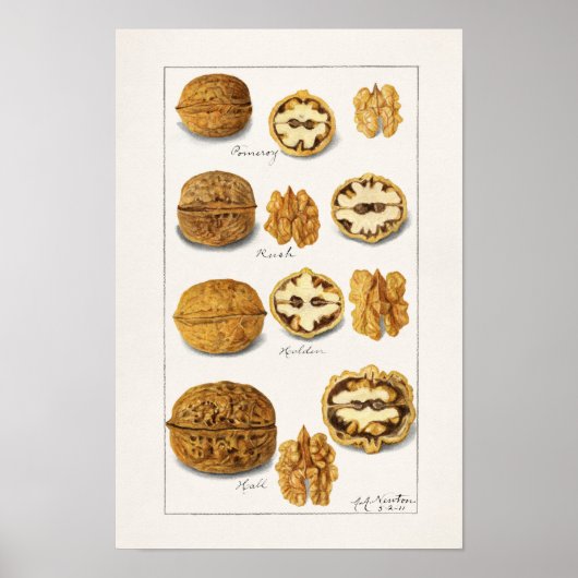 クルミ（ジュグラス）フルーツウォーター絵画カラーのポスター ポスター (正面)