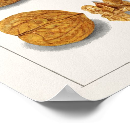 クルミ(ジュグラス)フルーツウォーター絵画カラー ポスター (角)