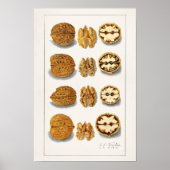 クルミ(ジュグラス)フルーツウォーター絵画カラー ポスター (正面)