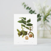 クルミ ポストカード (スタンド正面)