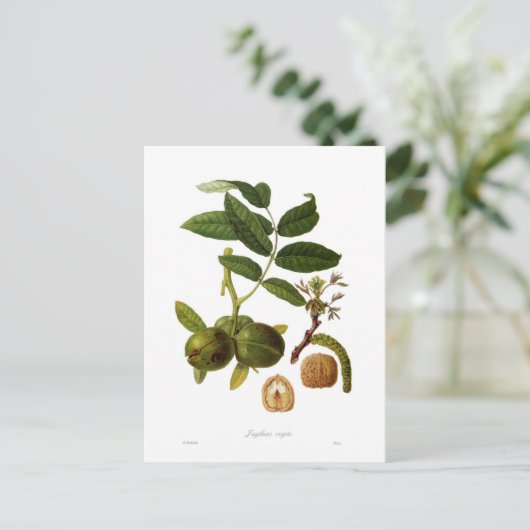 クルミ ポストカード (スタンド正面)