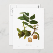 クルミ ポストカード (正面/裏面)