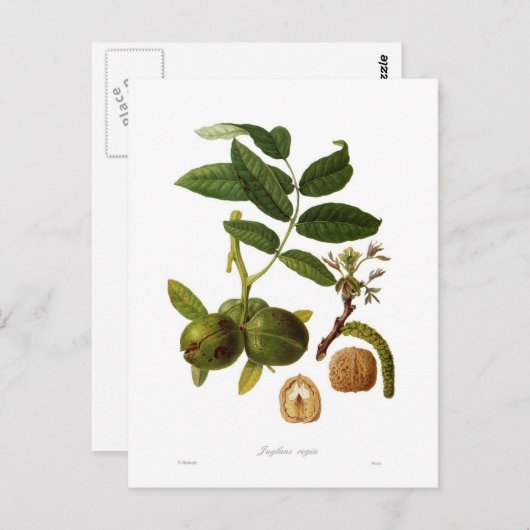 クルミ ポストカード (正面/裏面)