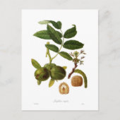 クルミ ポストカード (正面)