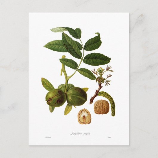 クルミ ポストカード (正面)