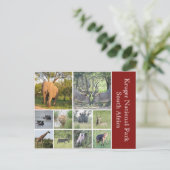 クルーガー動物 ポストカード (スタンド正面)