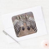 クルーガー国立公園プレインシブラス スクエアシール (封筒)