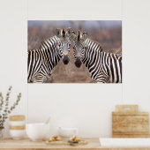 クルーガー国立公園プレインシブラス ポスター (キッチン)