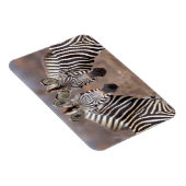 クルーガー国立公園プレインシブラス マグネット (右側)