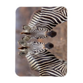 クルーガー国立公園プレインシブラス マグネット (縦)