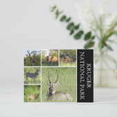 クルーガー国立公園 ポストカード (スタンド正面)