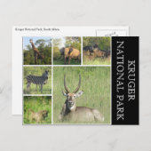 クルーガー国立公園 ポストカード (正面/裏面)