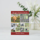 クルーガー野生動物 ポストカード (スタンド正面)