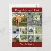 クルーガー野生動物 ポストカード (正面/裏面)