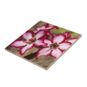 クルーガー·インパラ·リリー（アデニウム·マルチフロラム） タイル (側面)