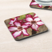 クルーガー・インパラ・リリー コースター (左側)