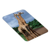 クルーガー・ナショナルの道路上のキリンのペア マグネット (右側)