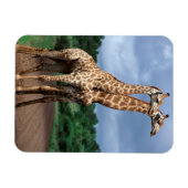 クルーガー・ナショナルの道路上のキリンのペア マグネット (横)