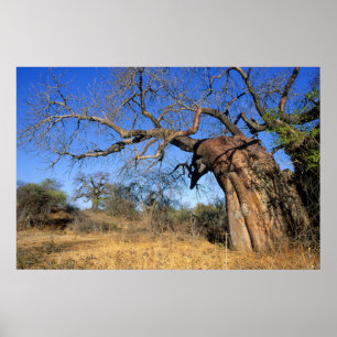 クルーガー·ナショナル·バオバブ(Adansonia Digitata) ポスター