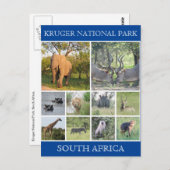 クルーガーnp野生生物 ポストカード (正面/裏面)