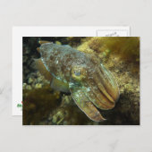 クルージングの巨大なオーストラリアのイカのはがき ポストカード (正面/裏面)