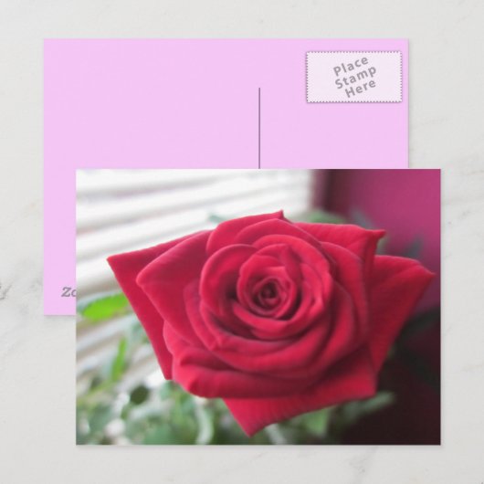 クレインバラ ポストカード (正面/裏面)