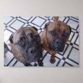 クレオとルナ ポスター (正面)