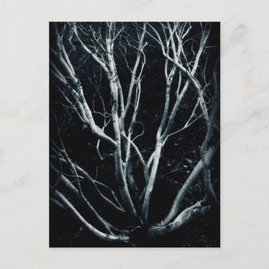 クレオソートブッシュ2614 ポストカード (正面)