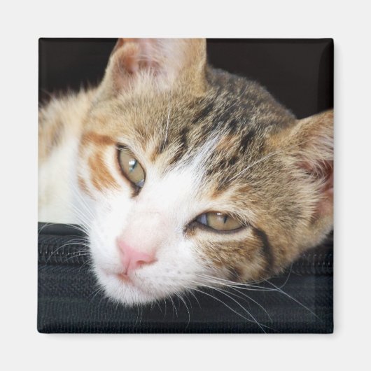 クレオ・キャット・マグネット マグネット (正面)