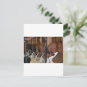 クレスタデール馬 ポストカード (スタンド正面)